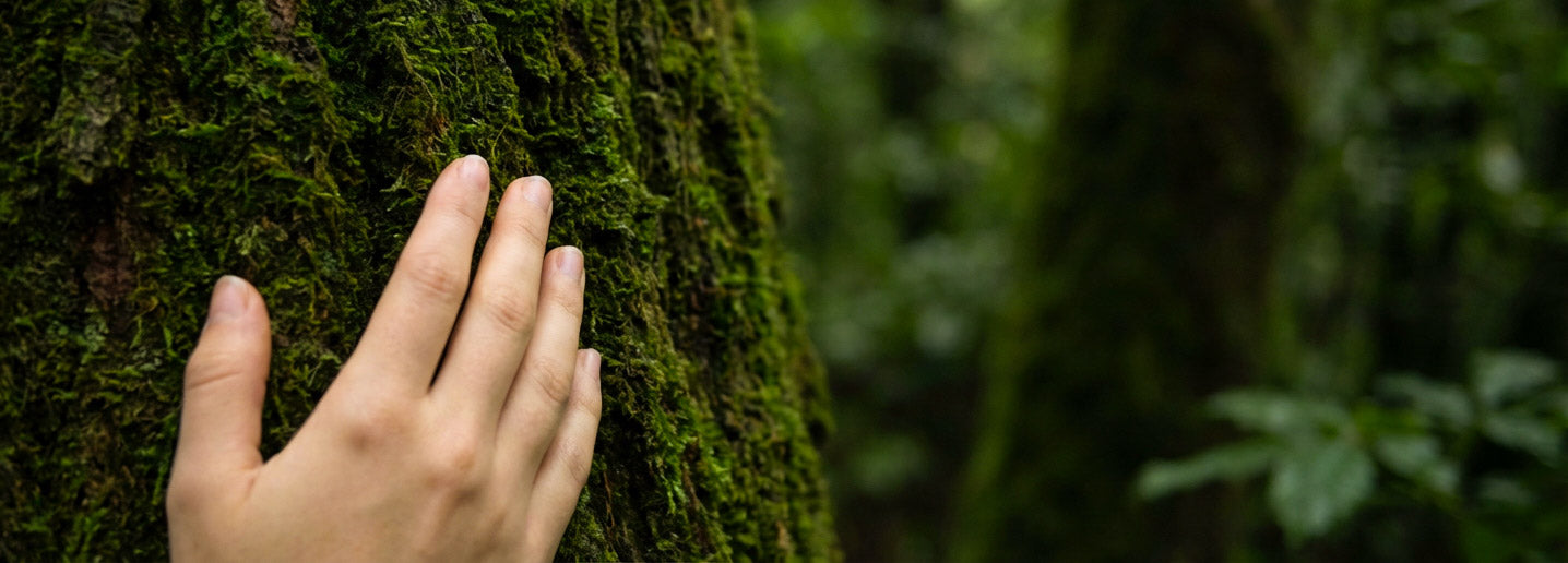 Hand touching a textured, green tree bark in a forest setting